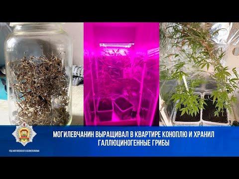 Могилевчанин выращивал в квартире коноплю и хранил галлюциногенные грибы