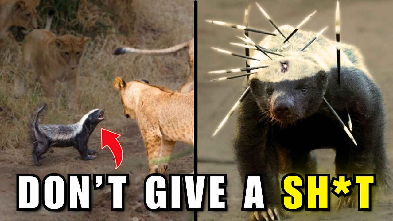 WHY Honey Badgers Don't Give a Sh*t
