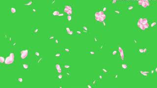 Beautiful Rose petals of flowers animation green screen Bunga