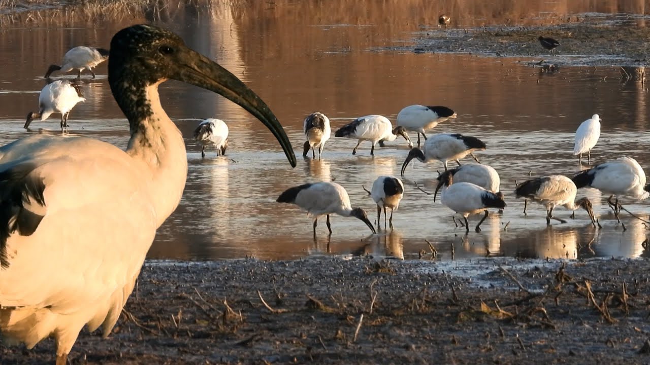 Ibis sacro: invasore alieno della pianura padana.