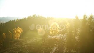 Aerial View of the Beautiful Autumn Forest at Sunset with Green Pine Trees | Motion Graphics - E...