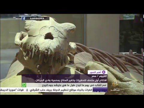 افتتاح أول متحف الحفريات بحمية وادي الحيتان في مصر