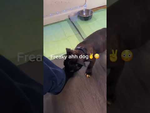 For some reason dogs like doing that to me