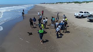 Regresó al mar un lobo marino rescatado en el Río Gualeguaychú