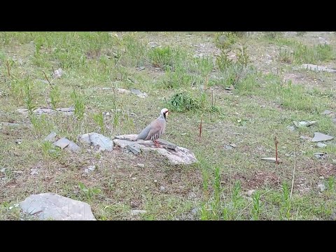 Модкабк Шикор Шикори Кабк Keklik avi tuzakla Охота куропатка Partridge hunting شکار کبک Chukar avi