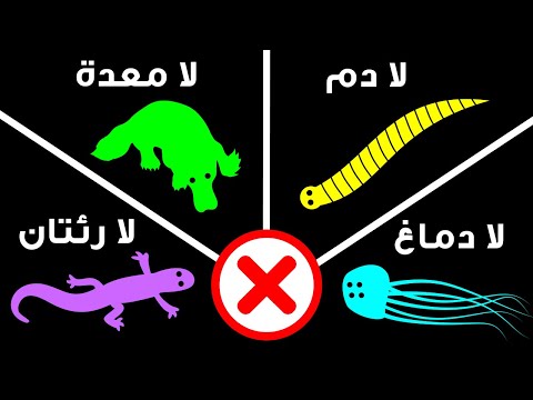 فيديو: اختبار: كيف حسنا هل تعرف قصة الكلب الغذاء؟