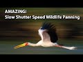 AMAZING! Slow Shutter Speed Wildlife Panning - The Ultimate Guide!