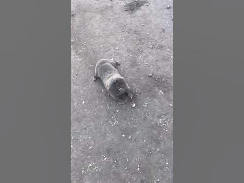 Слепыш - YouTube