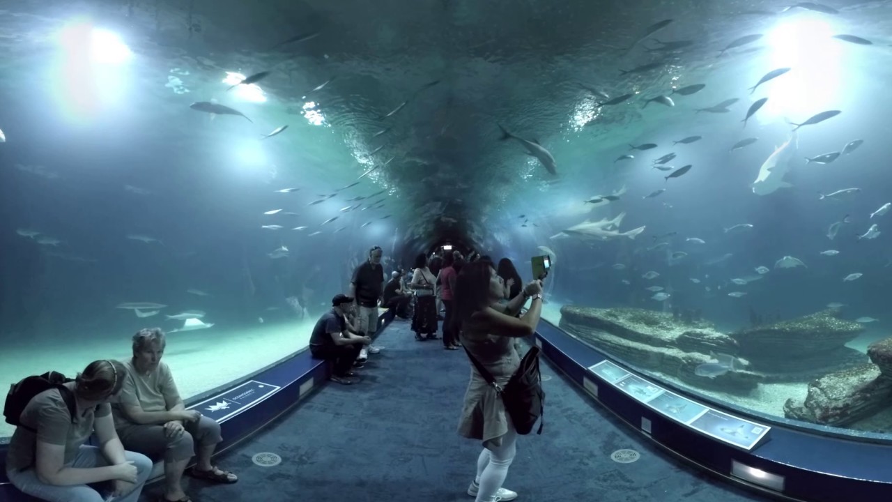 360 video L'Oceanogràfic Sharks, Valencia, Spain YouTube
