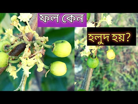 ভিডিও: ক্ষুধার্ত হলুদ বরই স্যাফ্লাই