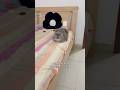 I wish I was a cat … #cat #trending #fypシ゚#shorts #viralvideo #fypシ゚viral #funny