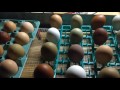 Hatching Chicks in an Incubator - From Start to Finish!