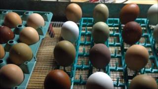 Hatching Chicks in an Incubator  From Start to Finish!