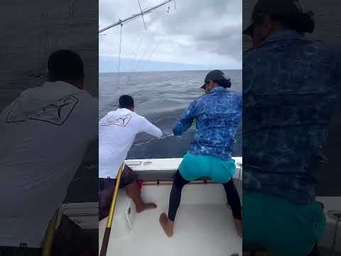 Biggest Catch Of White Marlin In Morocco Housemusic Fishing Maroc Marlinfishing الصيد Bigfish 