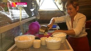Научить русских готовить сыры приехали французы из Корсики -11.08.2015 Научить русских готовить сыры приехали французы из Корсики -11.08.2015
