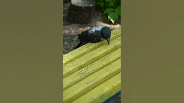 Птенец вороны выпал из гнезда. Что делать?