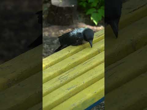 Видео: Как гнездят враните?