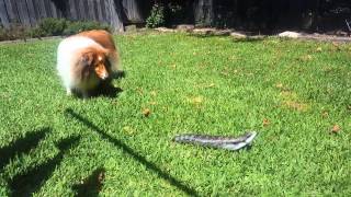 Tara shetland sheepdog (mini collie) vs blue tongue lizard