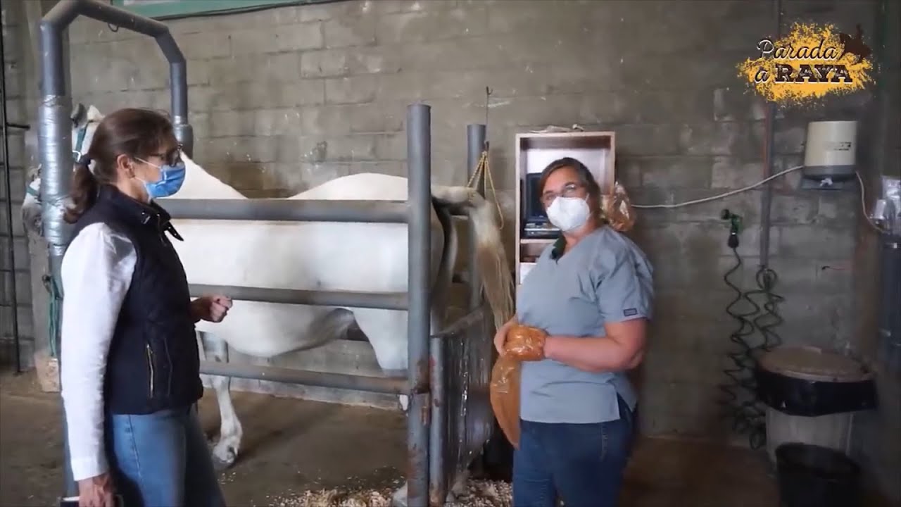 Aprendemos sobre la fertilidad de las yeguas con Concha Gómez