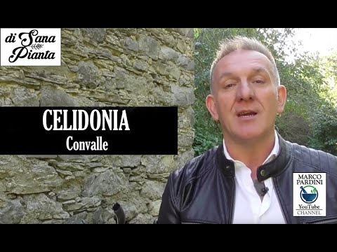 Video: Celidonia - Trattamento Con Tintura Di Celidonia, Proprietà Utili E Uso Di Celidonia (erba)