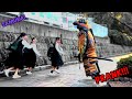 She got very scared insane screams samurai prankprank funny