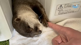 カワウソの赤ちゃんが誕生！一方で、少しさみしいカワウソ　Otter Odashi is lonely because her twin gave birth to babies