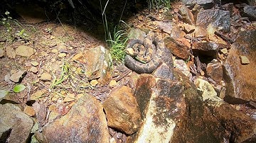 Rattlesnake Encounter [ HD Video ] - JoplinOutdoors.com