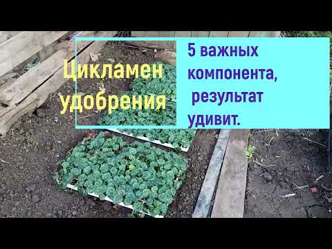 Vídeo: Farm Krov: Un Viver De Fruites I Plantes Ornamentals A La Regió De Tosno