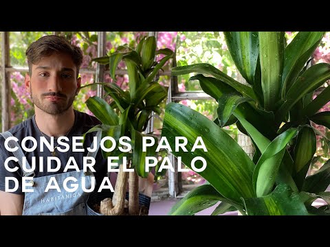 Video: Requisitos de agua de Dracaena: consejos para regar las plantas de interior de Dracaena