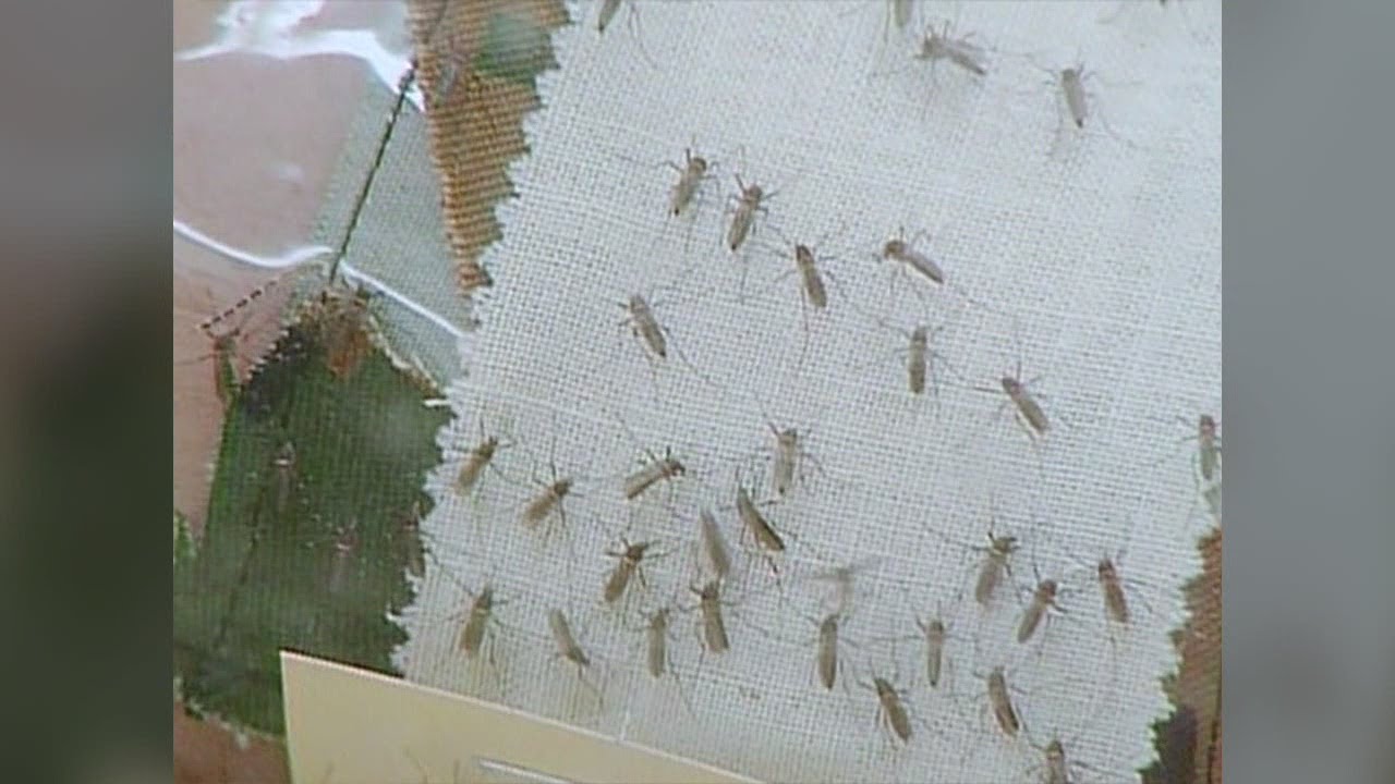 This month's heavy rain, flooding plays role in mosquito breeding