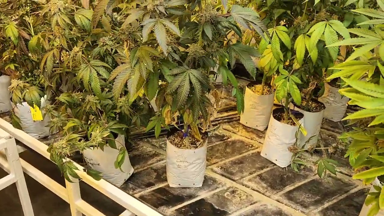 Pheno Hunting: Jelly Payton by Leaf Logic | 05.22.2023 Part 2