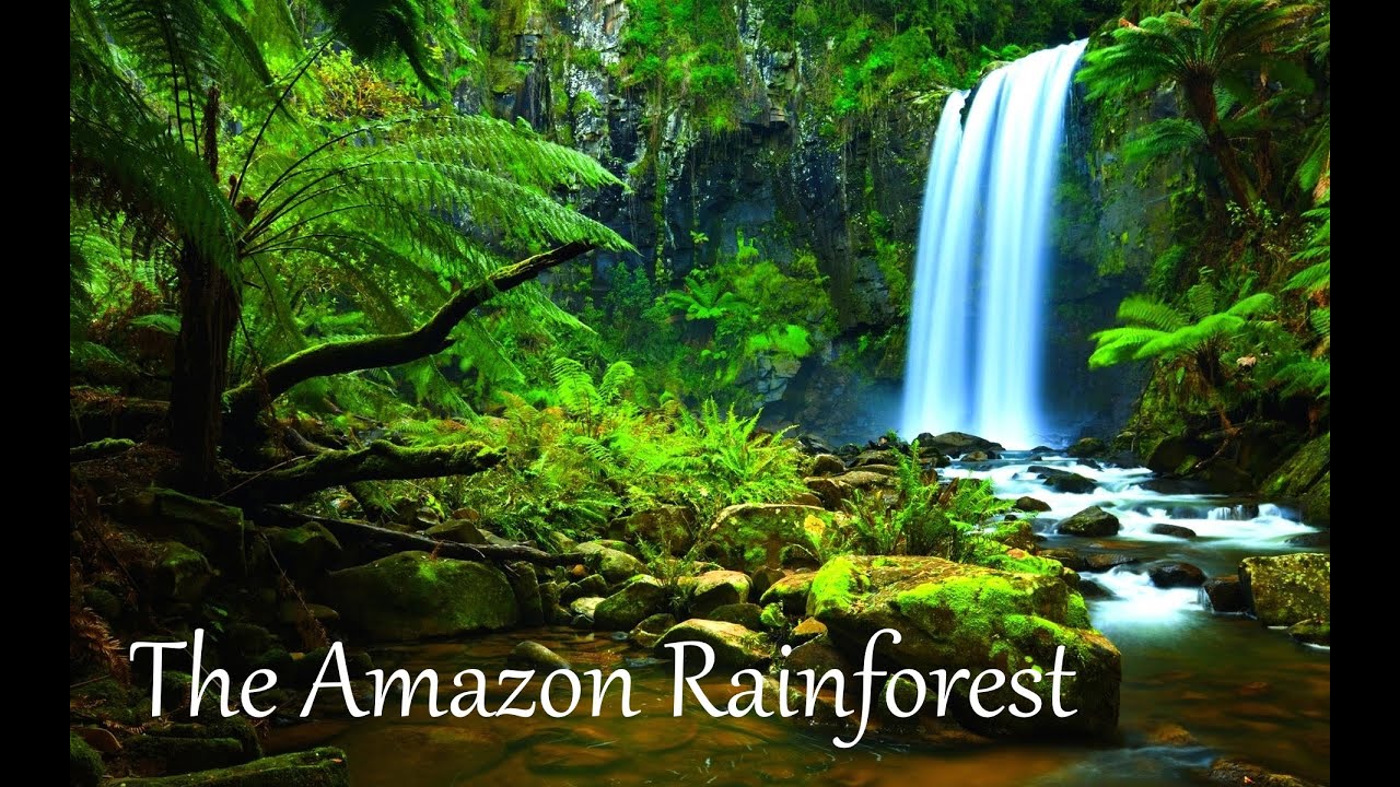 The Amazon Rainforest Facts HD YouTube