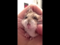 Real life Hamtaro!