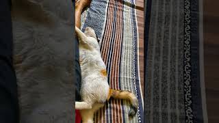 When AI fails to detect whether It's cat or dog🤭😁 || very funny 🤣by the way this is my cat ⬆️ Dory🥰