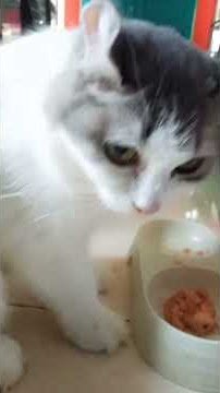 cat sksid fkdid sisud dekidbdskk