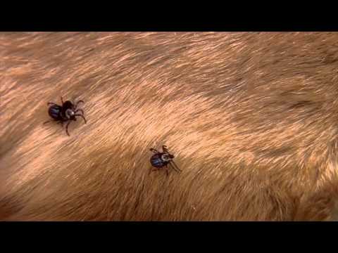 how-activyl-tick-plus-repels-ticks