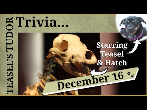 Teasel's Tudor Trivia - 16 December - The Mary Rose's dog