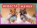 Как зовут невесту хомяка Барни? / хомяки голландские / Алиса Изи Петс / Alisa Easy Pets