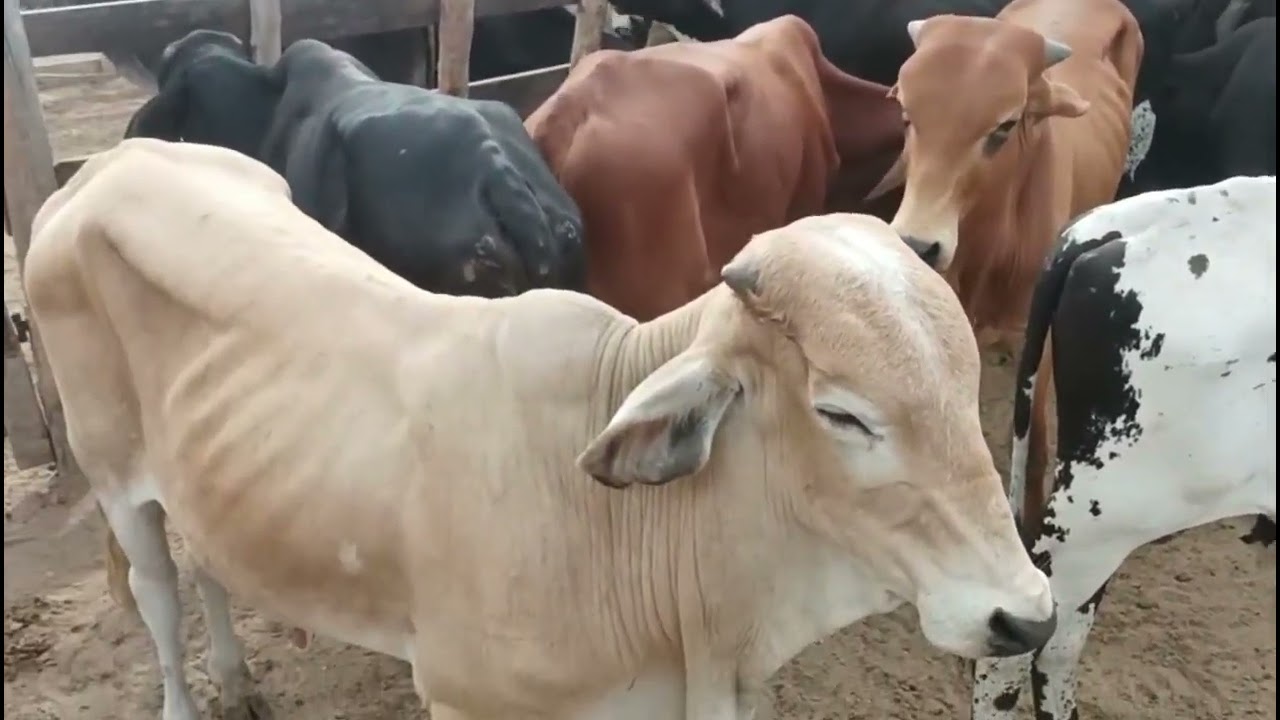 Feira De Gado São João PE 05/01/2026