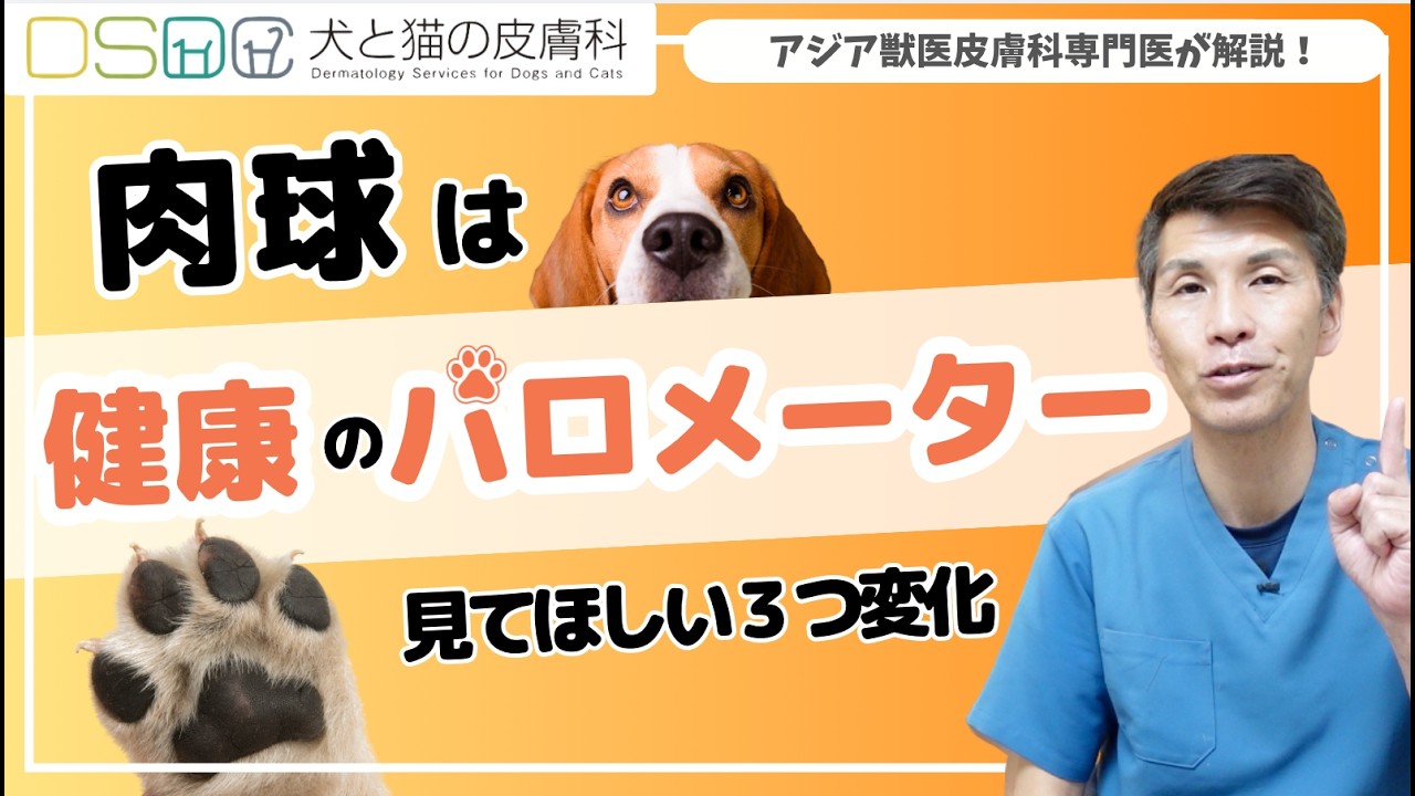 【犬と猫の皮膚科】愛犬の肉球見てますか？肉球は健康のバロメーター  見逃す３つの変化【皮膚科専門医】＃犬＃いぬ＃皮膚科＃動物病院