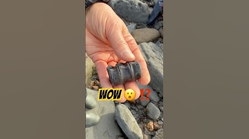 Fossil Hunting Fun 🤩- Prehistoric Past Finds 🙌 #fossilhunting#ichthyosaurus#ammonites