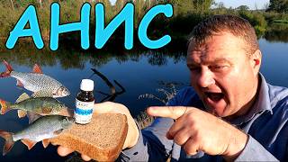 видео: Любят ли рыбы АНИС? Проверим! Подводная съёмка. картинка: Любят ли рыбы АНИС? Проверим! Подводная съёмка.