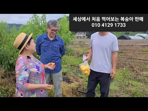 못난이 <strong>복숭아로</strong> 불러 주세요 납작한 복숭아  한번 먹어보면 이맛과 식감에 반할겁니다