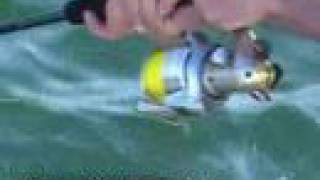 www.markbergfishing.com - Spectacular Tuna Jumps With Rapala Fishing Tackle