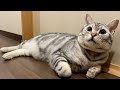 1歳になり自分が大人だと思っている猫がこちらです