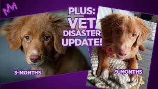 Nova Scotia Duck Toller 9monthold UPDATE | Road To Breeding PART 2