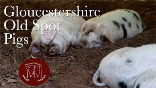 Why We Raise Gloucestershire Old Spot Pigs