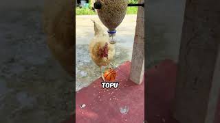 El Yapımı Tavuk Yemleme Makineleri 😲