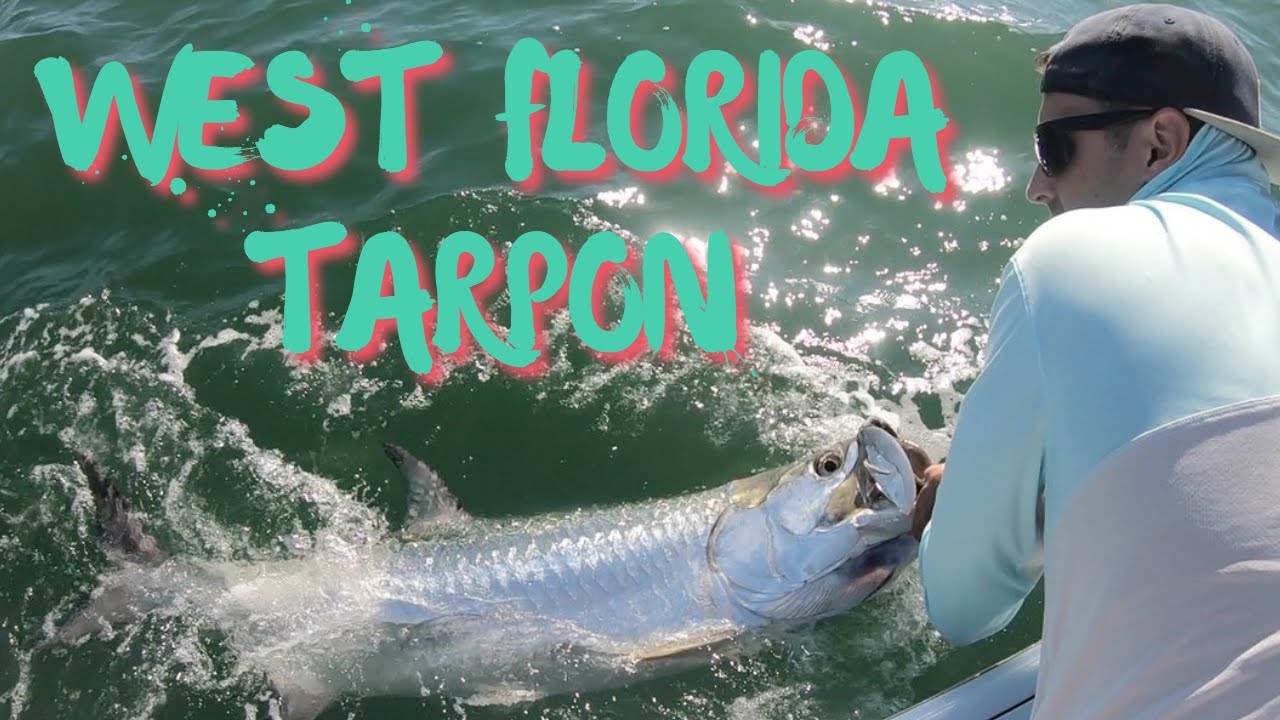 Catching big Tarpon in west Florida! Hooking Tarpon on hogy swimbaits