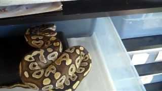 Famous 6/11/12 Ball Python Update Net Worth